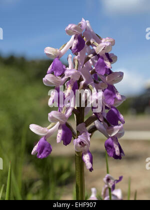 Orchis longicornu, Long spurred orchid Stock Photo