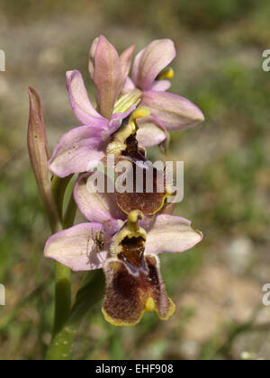 Ophrys tenthredinifera, Sawfly orchid Stock Photo