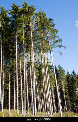 Some high spruce trees Stock Photo