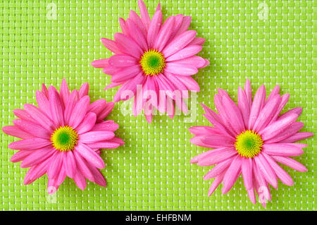 some pink chrysanthemums on a green woven background Stock Photo