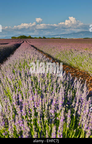 lavender field in summer purple aromatic flowers near valensole in ...