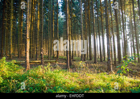 Spruce forest in the early morning light Stock Photo