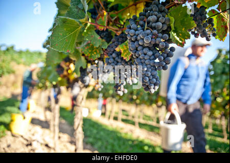 Working in the Vineyard Stock Photo