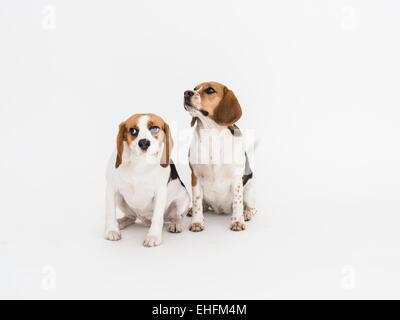 Two beagle dogs isolated on white background Stock Photo - Alamy