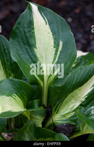 Hosta DREAM QUEEN Stock Photo
