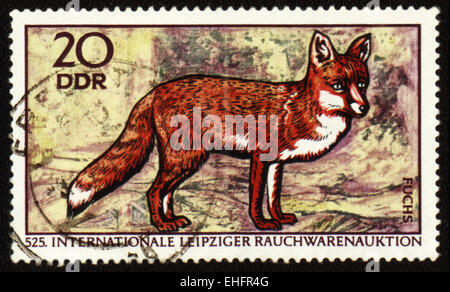 GDR - CIRCA 1970: post stamp printed in GDR (East Germany) shows red fox Stock Photo