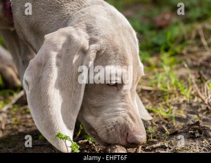 12 week old Weimaraner puppy out on one his first walks Stock Photo