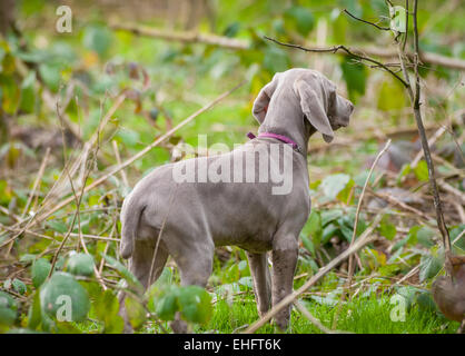 12 week old Weimaraner puppy out on one his first walks Stock Photo