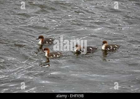 Goosander (Common Merganser), Mergus merganser, brood of four duckings in river Stock Photo