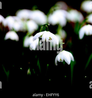 Beautiful Snowdrops First Signs of Spring Jane Ann Butler Photography JABP678 Stock Photo