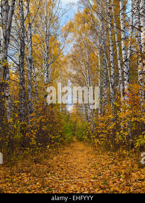 Path strewn with leaves in the autumn forest Stock Photo