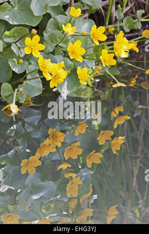Caltha palustris, Kingcup, Marsh Marigold Stock Photo