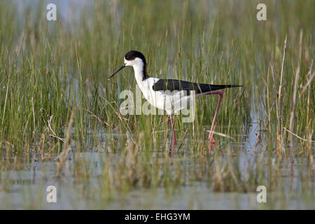 Black-winged Stilt, Himantopus himantopus Stock Photo