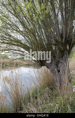 Salix viminalis, Common Osier Stock Photo