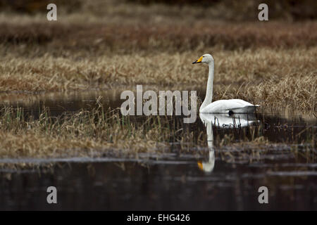 Cygnus cygnus, Whooper Swan Stock Photo