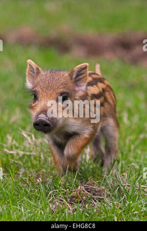 Wild boar (Sus scrofa) piglet in spring Stock Photo