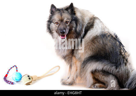 Keeshond dog portrait photography studio Stock Photo
