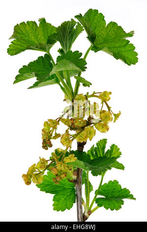 Redcurrant / Red currant (Ribes rubrum) close up of branch blossoming against white background Stock Photo