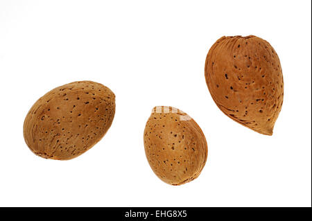 Close up of three unshelled almond nuts (Prunus dulcis) in shell against white background Stock Photo