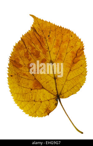 Basswood / American linden / Lime-tree (Tilia americana) leaf in autumn colours, native to eastern North America Stock Photo