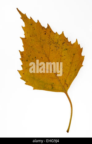 Silver birch / European white birch / warty birch (Betula pendula) leaf in autumn colours against white background Stock Photo