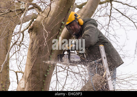 Tree surgeon in protective clothing in copper beech tree trimming back large branches in early spring. Stock Photo