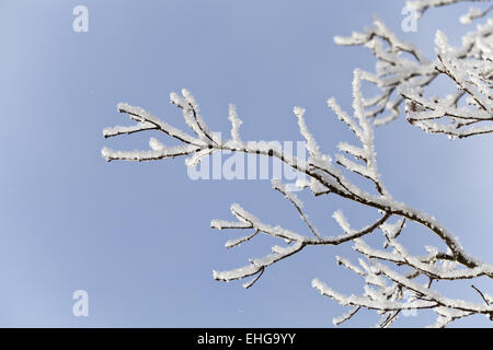 Ice on trees and branches Stock Photo