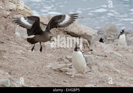 Antarctic Brown Skua (Stercorarius antarcticus) confronts a Gentoo Penguin (Pygoscelis papua), Antarctic Peninsula, Antarctica Stock Photo