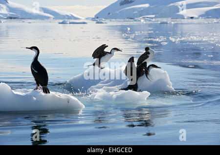 Antarctic cormorants, blue-eyed shags, on iceberg, Antarctic Peninsula, Antarctica Stock Photo