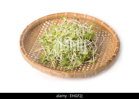 green young sunflower sprouts in the basket Stock Photo