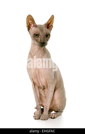 Don Sphynx on isolated white Stock Photo