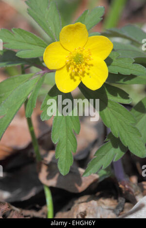 Yellow Wood Anemone, Anemone ranunculoides Stock Photo