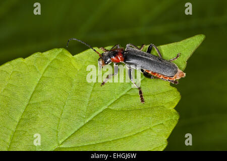 Cantharis fusca, soldier beetle Stock Photo