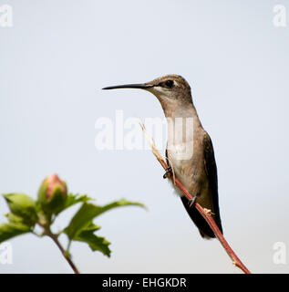 Female Ruby-throated Hummingbird perched on a twig against cloudy sky Stock Photo