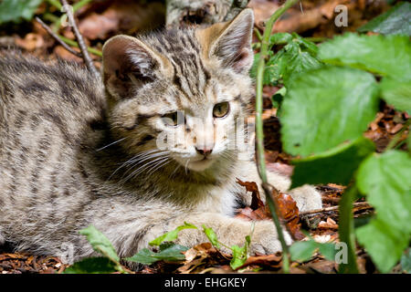 wildcat Stock Photo