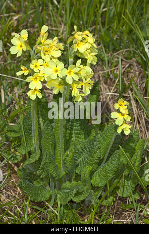 Primula veris, Cowslip Stock Photo