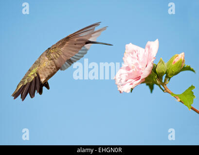 Hummingbird getting ready to feed, hovering with wings extended far forward Stock Photo