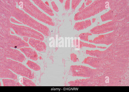 micrograph of small intestinum tenue tissue Stock Photo