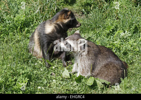 Common Raccoon and raccoon dog Stock Photo