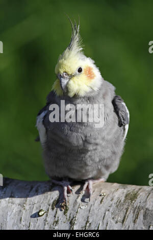 cockatiel Stock Photo