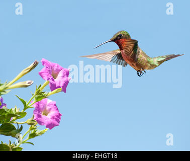 Male Hummingbird getting ready to feed on a pink Petunia with clear blue sky on background