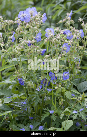 Meadow Cranesbill, Geranium pratense Stock Photo