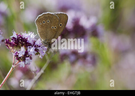 Aphantopus hyperantus, Ringlet Stock Photo