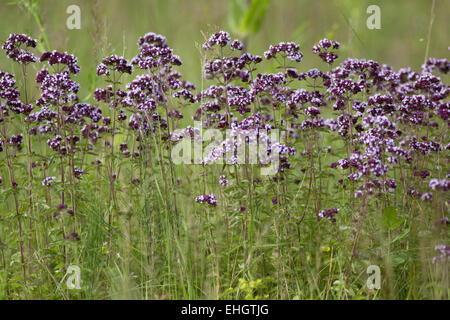 Wild Majoram, Origanum vulgare Stock Photo