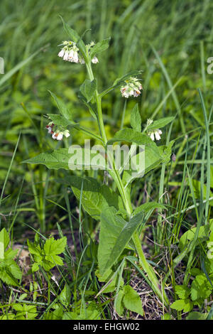 Common Comfrey, Symphytum officinale Stock Photo