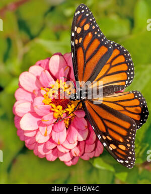 Dorsal view of a female Monarch butterfly, Danaus plexippus, feeding on ...