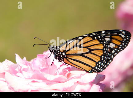 Danaus plexippus, Monarch butterfly, on a pale pink rose Stock Photo