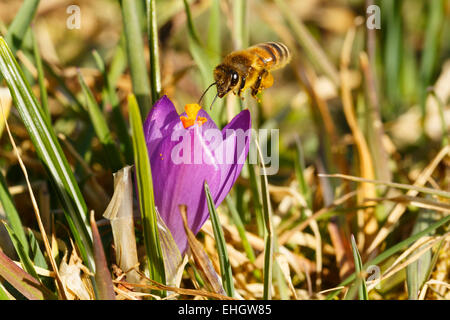 Bee on crocus flower Stock Photo
