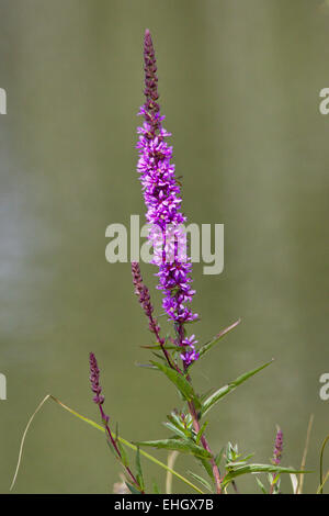 Purple Loosestrife, Lythrum salicaria Stock Photo