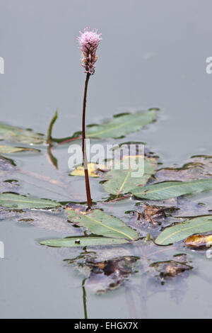 Broad-leaved Pondweed, Potamogeton natans Stock Photo